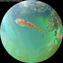 ./images/calvert/underwater/20260703/underwater20260703_180002M.jpg