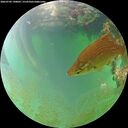 ./images/calvert/underwater/20260703/underwater20260703_190001M.jpg