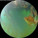 ./images/calvert/underwater/20260703/underwater20260703_193001M.jpg