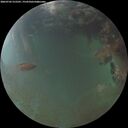 ./images/calvert/underwater/20260703/underwater20260703_215501M.jpg