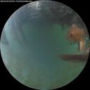 ./images/calvert/underwater/20260704/underwater20260704_052501M.jpg