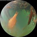 ./images/calvert/underwater/20260704/underwater20260704_061501M.jpg