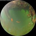 ./images/calvert/underwater/20260704/underwater20260704_065001M.jpg