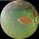 ./images/calvert/underwater/20260704/underwater20260704_070002M.jpg