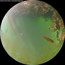 ./images/calvert/underwater/20260704/underwater20260704_073001M.jpg