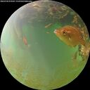 ./images/calvert/underwater/20260704/underwater20260704_074501M.jpg
