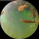 ./images/calvert/underwater/20260704/underwater20260704_075002M.jpg