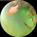 ./images/calvert/underwater/20260704/underwater20260704_131501M.jpg