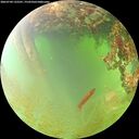 ./images/calvert/underwater/20260704/underwater20260704_132501M.jpg
