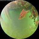 ./images/calvert/underwater/20260704/underwater20260704_151501M.jpg
