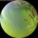 ./images/calvert/underwater/20260704/underwater20260704_180001M.jpg
