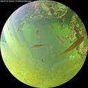 ./images/calvert/underwater/20260704/underwater20260704_183001M.jpg