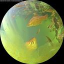 ./images/calvert/underwater/20260704/underwater20260704_183501M.jpg