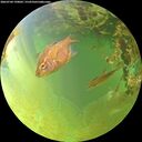 ./images/calvert/underwater/20260704/underwater20260704_190001M.jpg