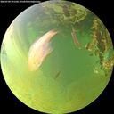 ./images/calvert/underwater/20260704/underwater20260704_191502M.jpg
