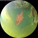 ./images/calvert/underwater/20260704/underwater20260704_194501M.jpg