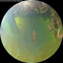 ./images/calvert/underwater/20260705/underwater20260705_065501M.jpg