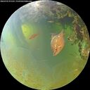 ./images/calvert/underwater/20260705/underwater20260705_071501M.jpg