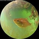 ./images/calvert/underwater/20260705/underwater20260705_123001M.jpg