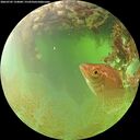 ./images/calvert/underwater/20260705/underwater20260705_124001M.jpg
