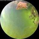 ./images/calvert/underwater/20260705/underwater20260705_173001M.jpg