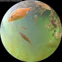 ./images/calvert/underwater/20260705/underwater20260705_184502M.jpg