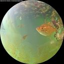 ./images/calvert/underwater/20260705/underwater20260705_190501M.jpg
