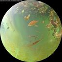 ./images/calvert/underwater/20260705/underwater20260705_192002M.jpg