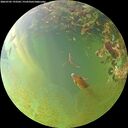 ./images/calvert/underwater/20260705/underwater20260705_193501M.jpg