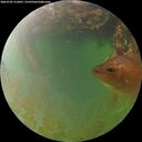 ./images/calvert/underwater/20260705/underwater20260705_212001M.jpg