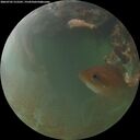 ./images/calvert/underwater/20260705/underwater20260705_215501M.jpg