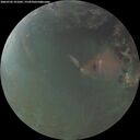 ./images/calvert/underwater/20260705/underwater20260705_221001M.jpg
