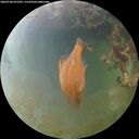 ./images/calvert/underwater/20260706/underwater20260706_055501M.jpg