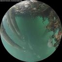 ./images/calvert/underwater/20260707/underwater20260707_055501M.jpg
