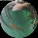 ./images/calvert/underwater/20260707/underwater20260707_061002M.jpg