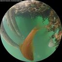 ./images/calvert/underwater/20260707/underwater20260707_062501M.jpg