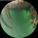 ./images/calvert/underwater/20260707/underwater20260707_063501M.jpg