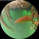 ./images/calvert/underwater/20260707/underwater20260707_070501M.jpg