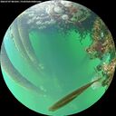 ./images/calvert/underwater/20260707/underwater20260707_081001M.jpg