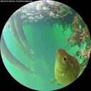 ./images/calvert/underwater/20260707/underwater20260707_082501M.jpg