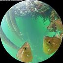 ./images/calvert/underwater/20260707/underwater20260707_091002M.jpg