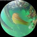 ./images/calvert/underwater/20260707/underwater20260707_093002M.jpg