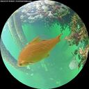 ./images/calvert/underwater/20260707/underwater20260707_094001M.jpg