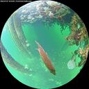 ./images/calvert/underwater/20260707/underwater20260707_101001M.jpg