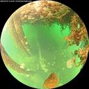 ./images/calvert/underwater/20260707/underwater20260707_111501M.jpg