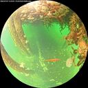 ./images/calvert/underwater/20260707/underwater20260707_112501M.jpg