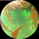 ./images/calvert/underwater/20260707/underwater20260707_113001M.jpg