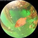 ./images/calvert/underwater/20260707/underwater20260707_114001M.jpg