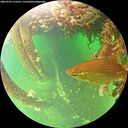 ./images/calvert/underwater/20260707/underwater20260707_115501M.jpg