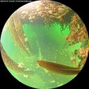 ./images/calvert/underwater/20260707/underwater20260707_122501M.jpg